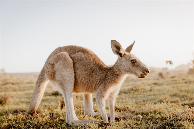 Kangaroo Wallpaper-Flag Menu