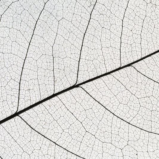 Leaf Vein Texture-Flag Menu