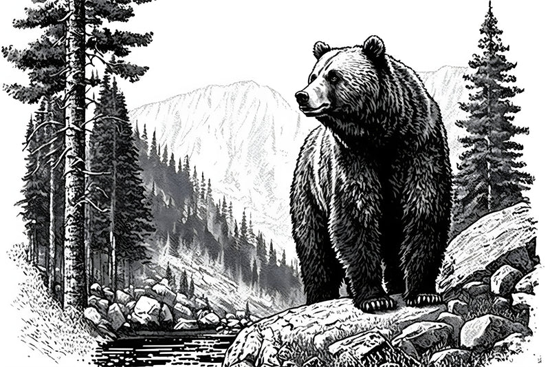 Bear Elements Sketch