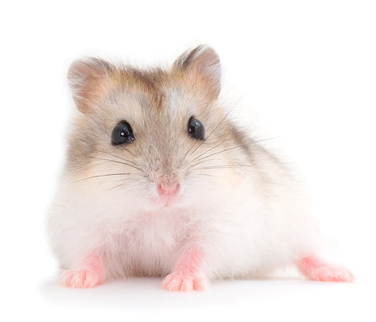 Hamster Wallpaper