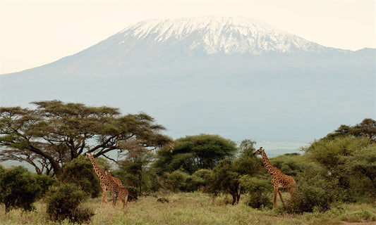 Kilimanjoro